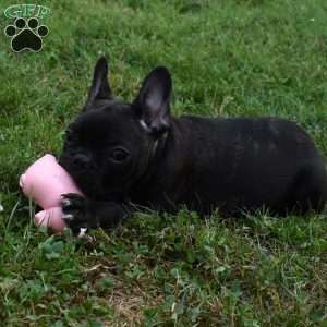 Palmar, French Bulldog Puppy